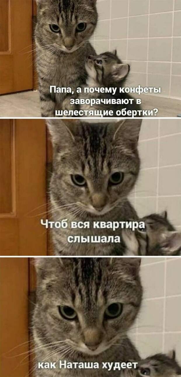 Прикольные и смешные картинки