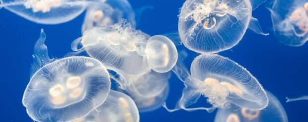 Великая газовая война за бердянских медуз