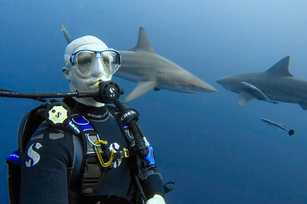 South Africa Shark Diving