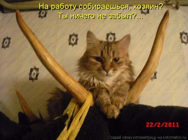 Котоматрица