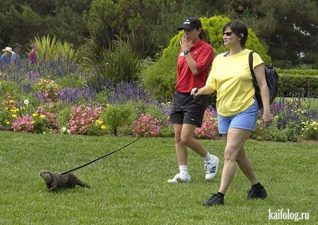 Необычные домашние животные (55 фото) Необычные домашние животные (55 фото)