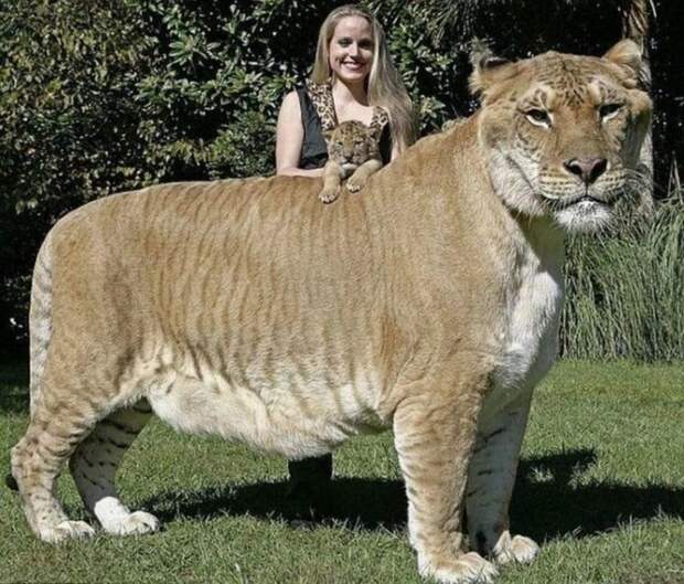 Самая большая дика кошка. Самая большая дика кошка. Самые большие животные, животные, рекорды