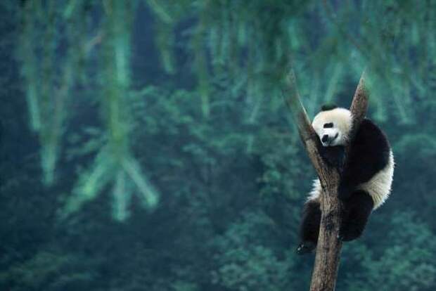 Панда спит на дереве