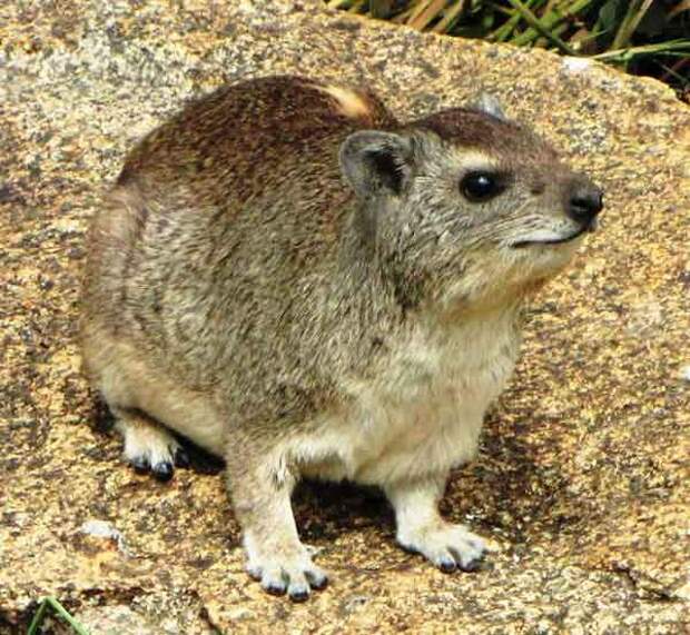en.wikipedia.org-Yellow-spotted_Rock_Hyrax