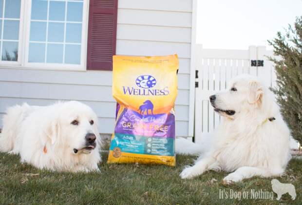 Great Pyrenees with Wellness Dog Food