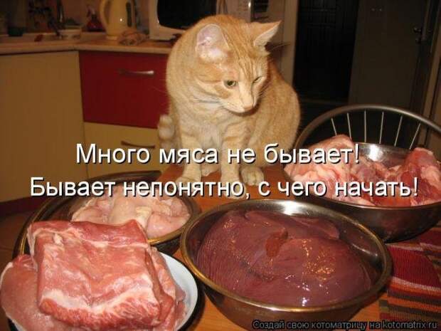 Весёлые котоматрицы - смешные кошки Весёлые котоматрицы - смешные кошки
