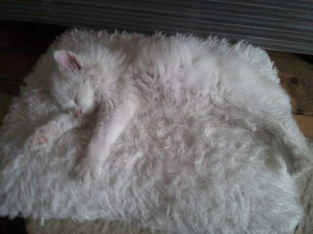 кошка маскируется 