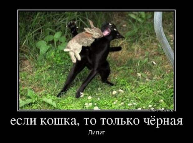 Демотиваторы, наши прикольные цитаты.