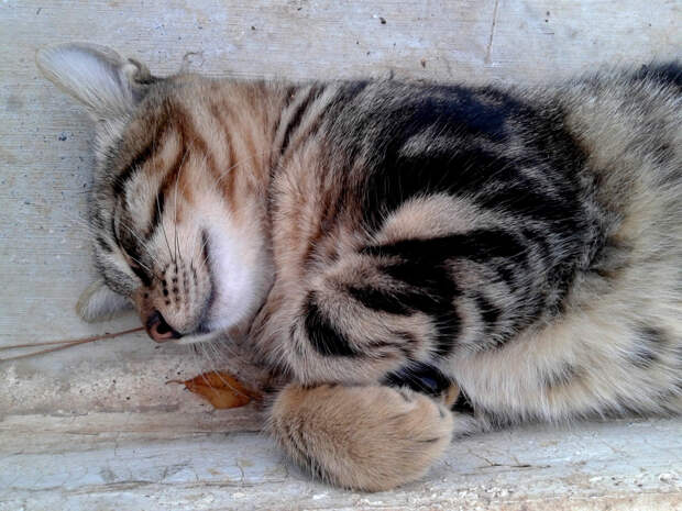 Коты разных стран и не только.