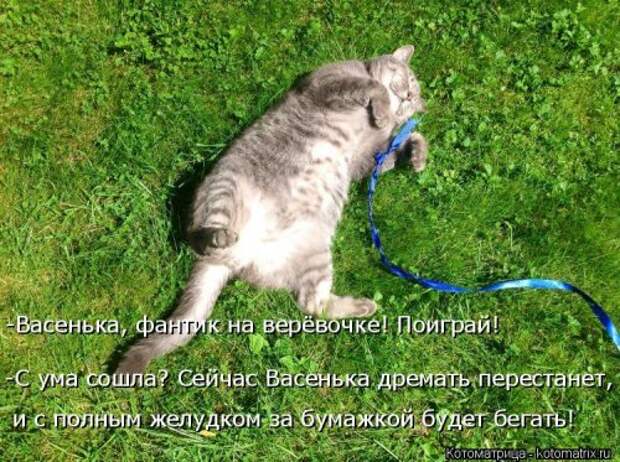 Лучшая котоматрица недели (30 фото)