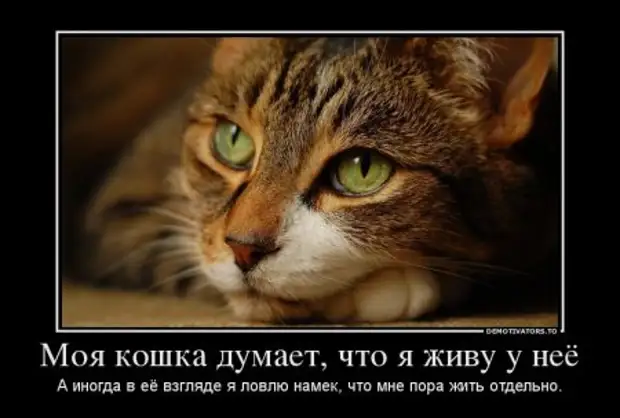 взгляд ловлю. душевные встречи. кошки хозяева жизни. взгляд ловлю. кот хозяин человека.