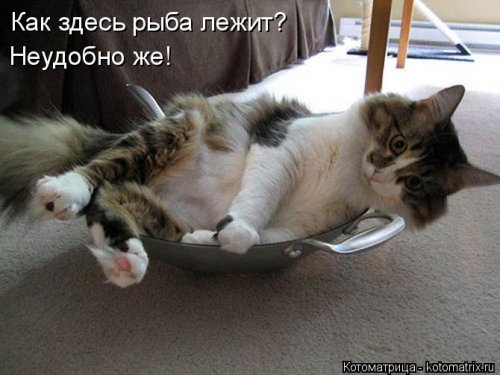 Еженедельная котоматрица (33 фото)