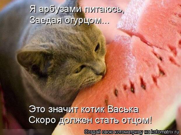 Лучшие котоматрицы недели