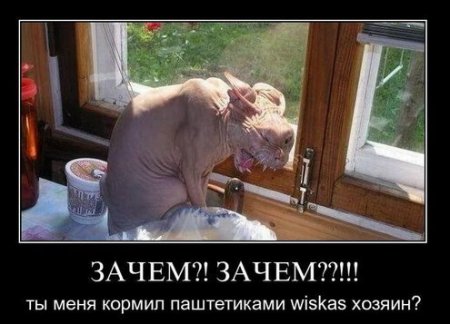 Демотиваторы классный юмор, позитив во всем.