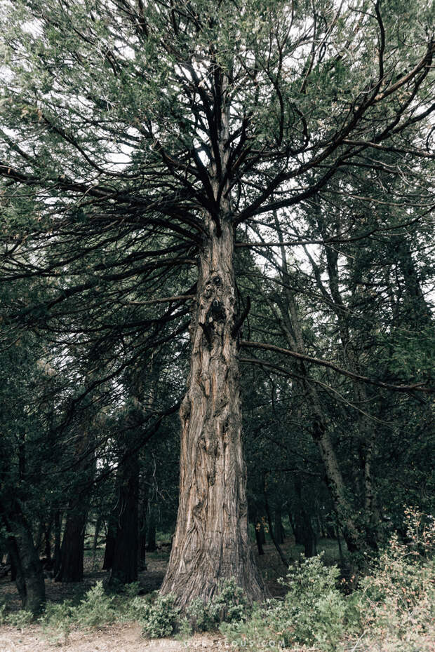 Palomar Mountain State Park-16.jpg