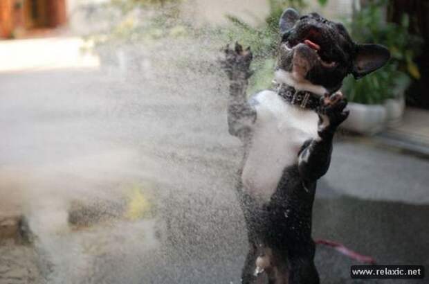 funny_animals_053