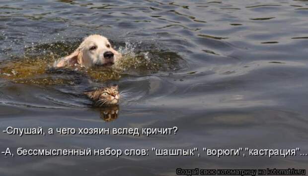 Лучшие котоматрицы недели (50 фото)