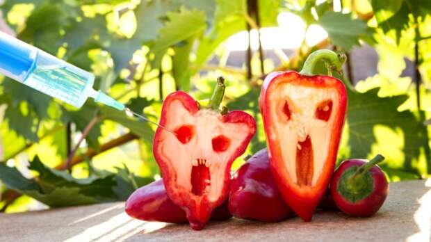 7 мифов о ГМО, верить в которые глупо - Карелфорния | Новости Карелии