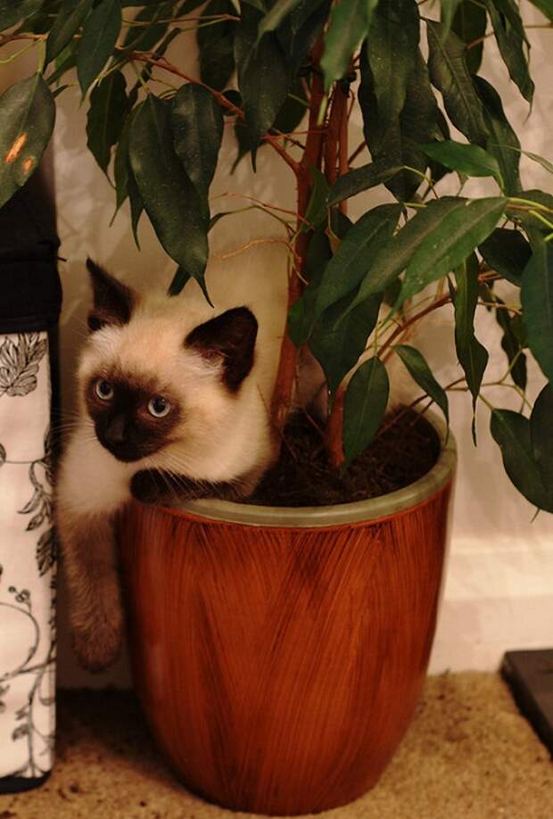 Сиамские кошки. Красивые фото. Котенок в цветочном горшке