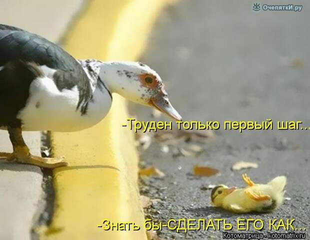 Смешные кошки в котоматрице 16