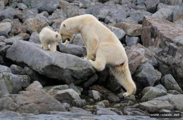 funny_animals_044