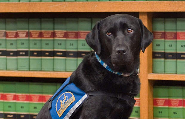 courthouse-dogs-calm-witness-victim-ellen-oneill-celeste-walsen-24