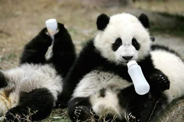 Ведь детеныши панды не только запредельно милые – их появление на свет дело нелегкое :)