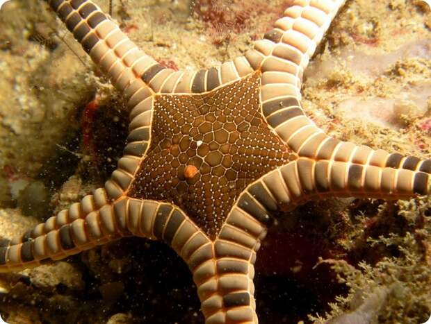 Сдвоенная морская звезда (лат. Iconaster longimanus)