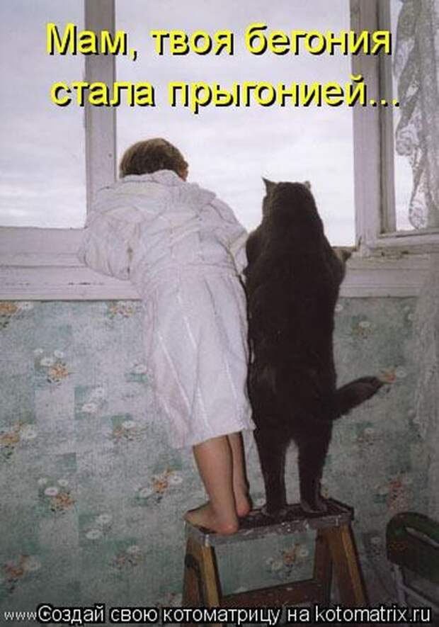 Лучшие котоматрицы недели