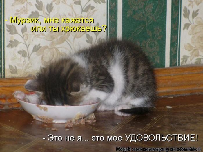 Лучшие котоматрицы недели