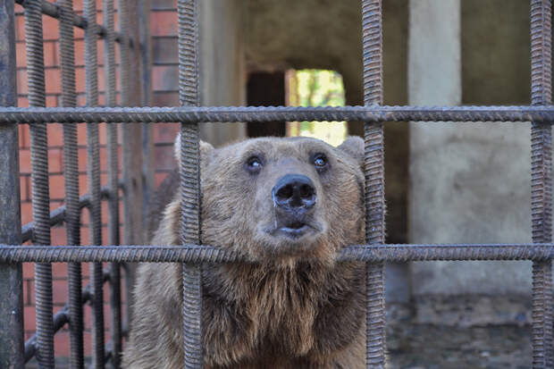 В Сочи над двумя медведями ежедневно издеваются посетители модного ресторана