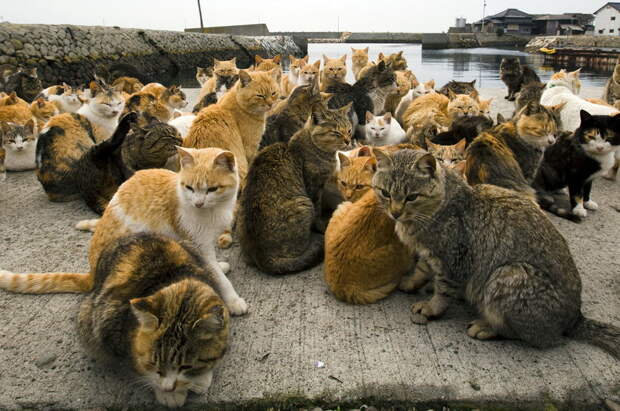 Кошачий остров Японии 