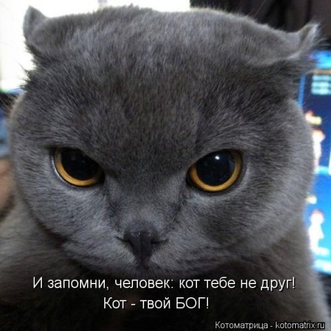 Новые крутые котоматрицы первой недели октября (50 фото) Новые крутые котоматрицы первой недели октября (50 фото)