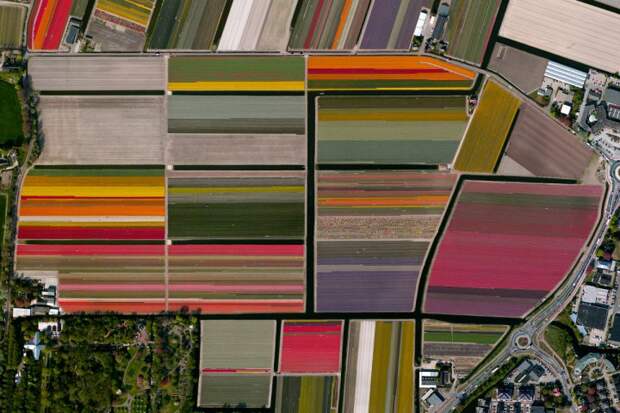 Тюльпанные поля, Лиссе, Нидерланды