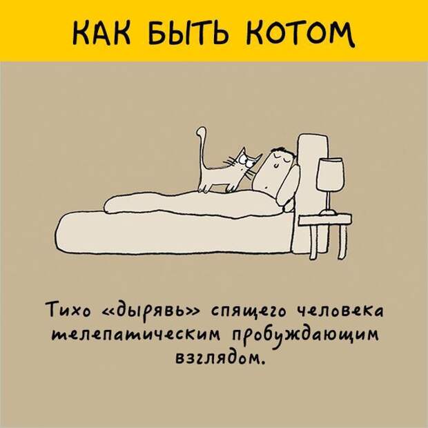 12 картинок с инструкциями о том, как быть котом инструкция, кот, юмор