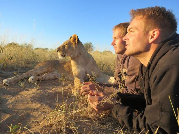 Как я жил со львами в Ботсване (18 фото)