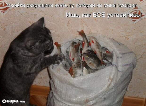 Позитивные котэ (29.05.15)