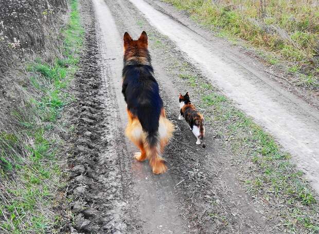 Кошки - самые лучшие друзья собак (35 фото)