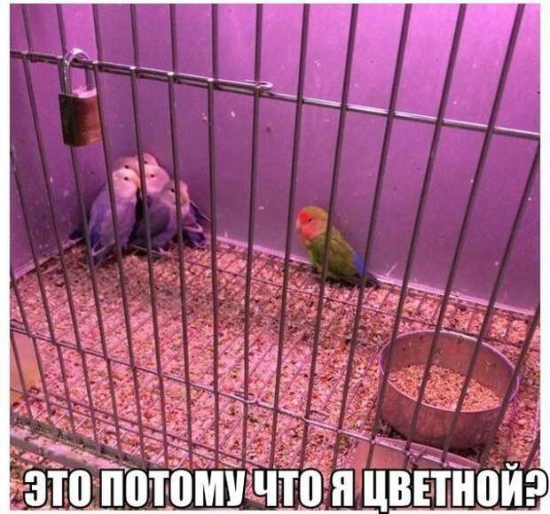 Смешные картинки с надписями прикол, юмор