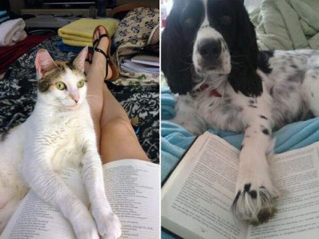 Питомцы, которые мешают читать