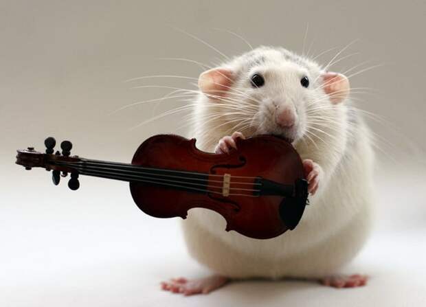 Крыса позирует со скрипкой. Эллен ван Дилен. Фото