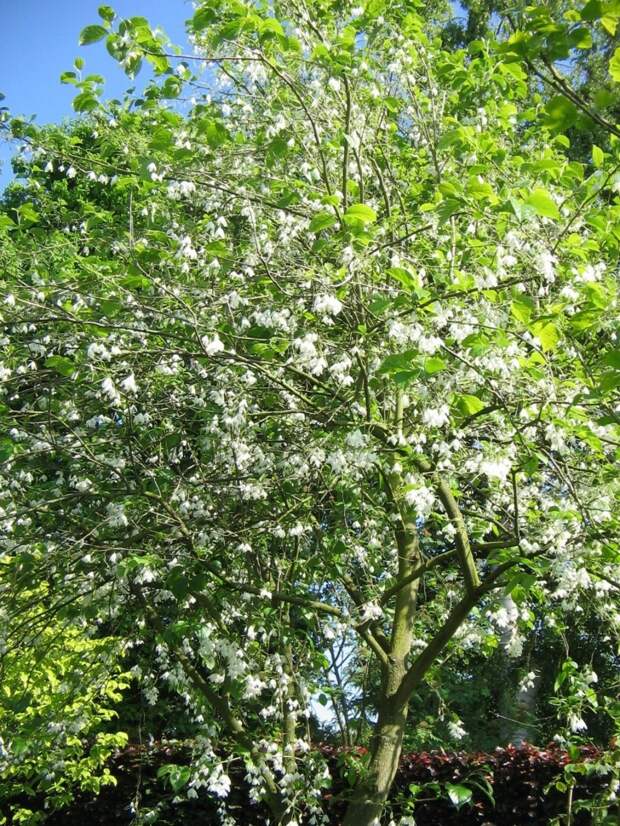 Галезия каролинская (Halesia carolina)