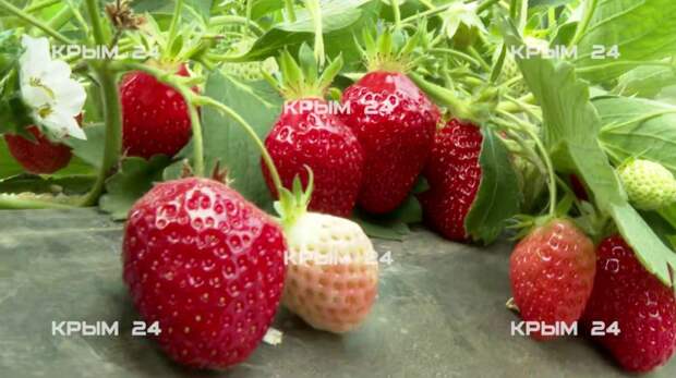 В Крыму тепличная клубника проходит проверку на безопасность