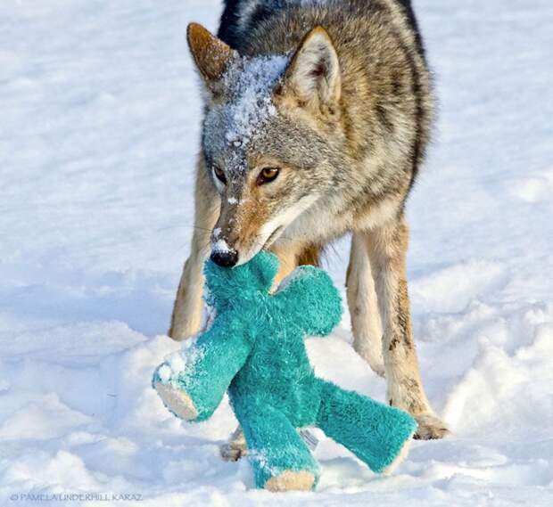 He didn’t pick it up to see if it came to life, it didn’t smell of being an animal. It only had the saliva from our dogs on it and perhaps that had the scent of fun
