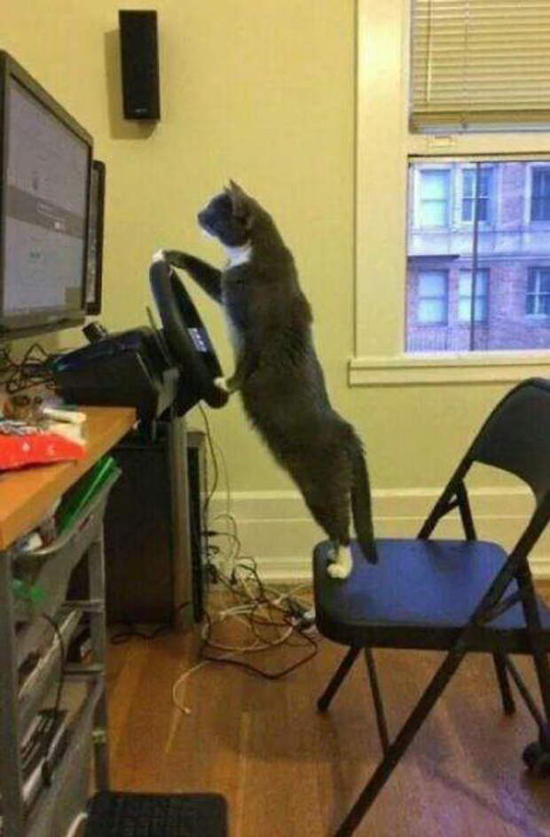 Приколы с котами. часть 12 (29 фото)