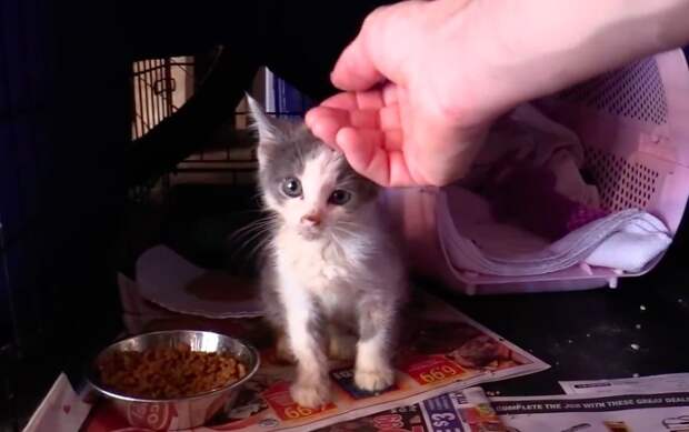 котенок