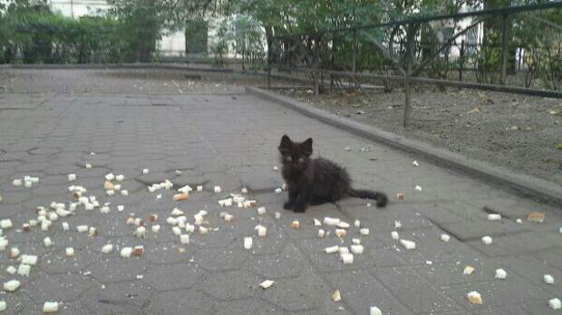 Когда его нашли, он дрожал и боялся всего на свете... Взгляните на него сейчас!