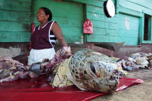 turtle-meat-i