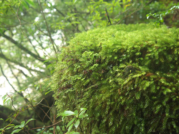 Япония, Якусима, остров, якушима, yakushima, лес, yakusugi land, мох, камни, поход, зеленый
