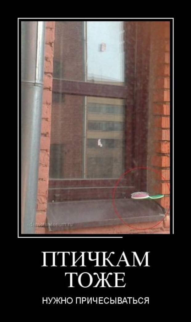 Новые воскресные демотиваторы